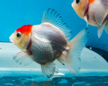 Load image into Gallery viewer, Redcapped Godzilla Oranda (2.5-3.5 inches) Imported from Thailand