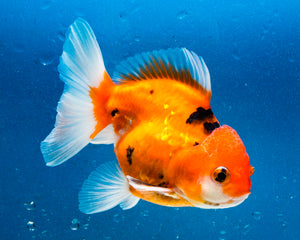 Tiger Calico Oranda Male (3.5 inches). Imported from Thailand