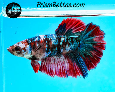 Galaxy Koi Rosetail Halfmoon Female