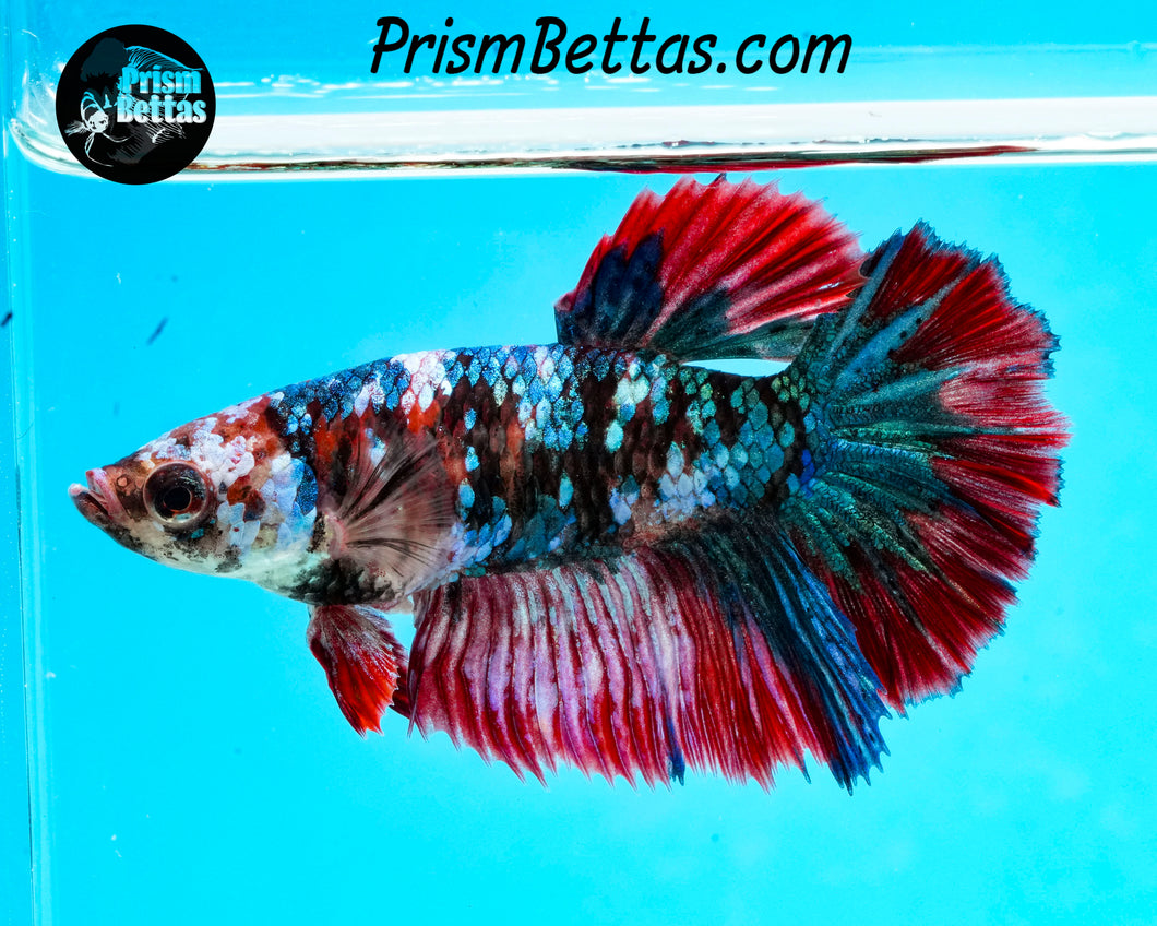Galaxy Koi Rosetail Halfmoon Female