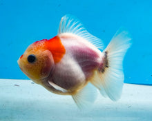 Load image into Gallery viewer, Red and White Godzilla Oranda (2.5-3.5 inches) Imported from Thailand