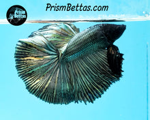 Load image into Gallery viewer, Copper Halfmoon Male