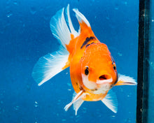 Load image into Gallery viewer, Tiger Calico Oranda Male (3.5 inches). Imported from Thailand