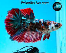 Load image into Gallery viewer, Galaxy Koi Rosetail Halfmoon Female