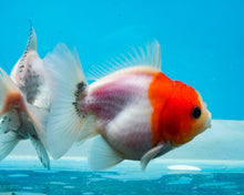 Load image into Gallery viewer, Red and White Godzilla Oranda (2.5-3.5 inches) Imported from Thailand