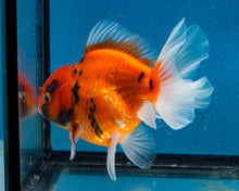 Load image into Gallery viewer, Tiger Calico Oranda Male (3.5 inches). Imported from Thailand