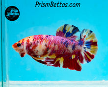 Load image into Gallery viewer, Pink Candy Koi Giant Halfmoon Plakat Female