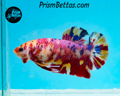 Pink Candy Koi Giant Halfmoon Plakat Female