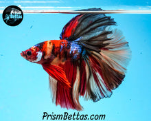 Load image into Gallery viewer, Candy Koi Halfmoon Male