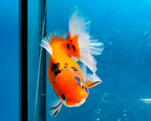 Load image into Gallery viewer, Tiger Calico Oranda Male (3.5 inches). Imported from Thailand