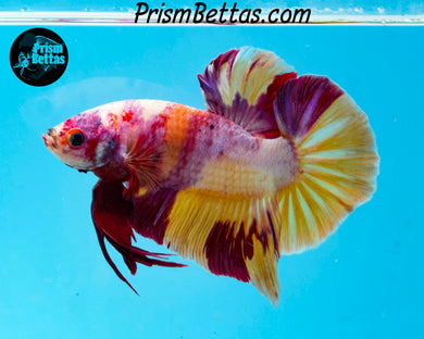 Purple Candy Koi Giant Halfmoon Plakat Male