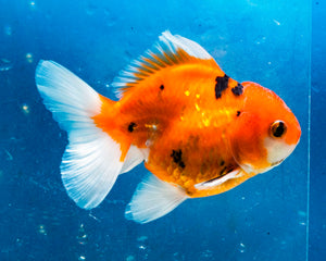 Tiger Calico Oranda Male (3.5 inches). Imported from Thailand