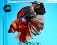 Load image into Gallery viewer, Candy Koi Halfmoon Male