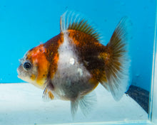 Load image into Gallery viewer, Calico Godzilla Oranda (2.5-3.5 inches) Imported from Thailand