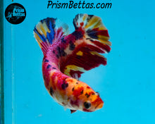 Load image into Gallery viewer, Pink Candy Koi Giant Halfmoon Plakat Female