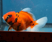 Load image into Gallery viewer, Tiger Calico Oranda Male (3.5 inches). Imported from Thailand