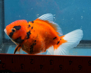Tiger Calico Oranda Male (3.5 inches). Imported from Thailand
