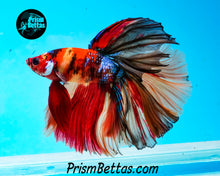 Load image into Gallery viewer, Candy Koi Halfmoon Male