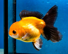 Load image into Gallery viewer, Apache Monster Oranda (3.5 inches). Imported from Thailand