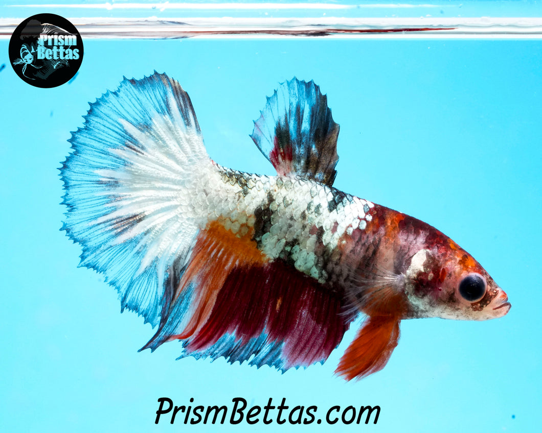 Marble Halfmoon Female