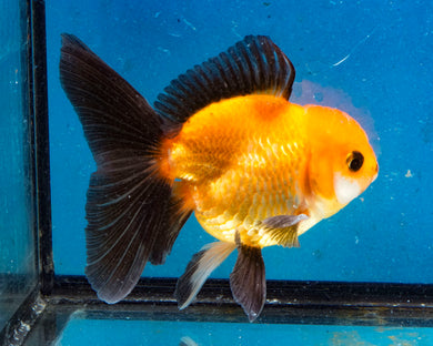 Apache Monster Oranda (3.5 inches). Imported from Thailand