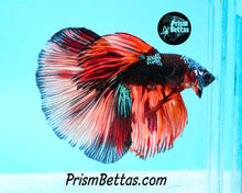 Load image into Gallery viewer, Candy Koi Samurai Marble Halfmoon Male