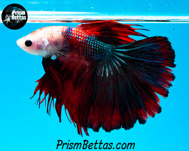 Marble Halfmoon Male