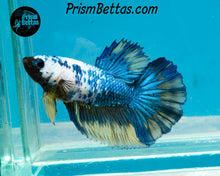 Load image into Gallery viewer, Marble Halfmoon Female