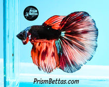 Load image into Gallery viewer, Candy Koi Samurai Marble Halfmoon Male