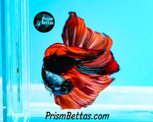 Load image into Gallery viewer, Candy Koi Samurai Marble Halfmoon Male