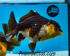 Tricolor Oranda Goldfish ~1.5-2 inches (body only)