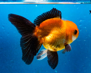 Apache Monster Oranda (3.5 inches). Imported from Thailand