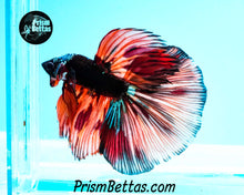 Load image into Gallery viewer, Candy Koi Samurai Marble Halfmoon Male