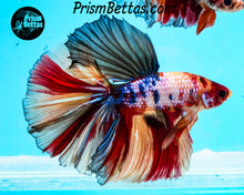 Load image into Gallery viewer, Rainbow Marble Halfmoon Male