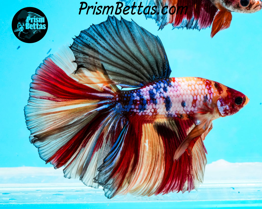 Rainbow Marble Halfmoon Male