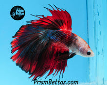 Load image into Gallery viewer, Marble Halfmoon Male