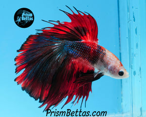 Marble Halfmoon Male