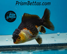 Load image into Gallery viewer, Tricolor Oranda Goldfish ~1.5-2 inches (body only)