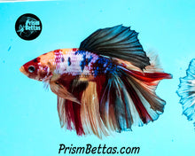 Load image into Gallery viewer, Rainbow Marble Halfmoon Male