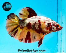 Load image into Gallery viewer, Copper Candy Koi Giant Halfmoon Plakat Male