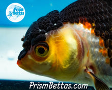 Load image into Gallery viewer, Tricolor Oranda Goldfish ~1.5-2 inches (body only)