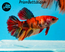 Load image into Gallery viewer, Candy Koi Halfmoon Female