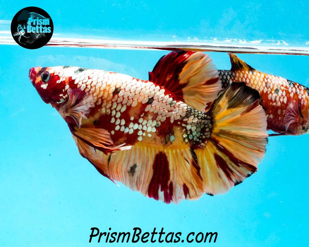 Copper Candy Koi Giant Halfmoon Plakat Male