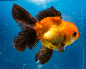 Apache Monster Oranda (3.5 inches). Imported from Thailand