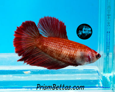 Red Halfmoon Female