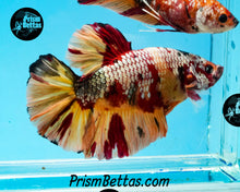 Load image into Gallery viewer, Copper Candy Koi Giant Halfmoon Plakat Male