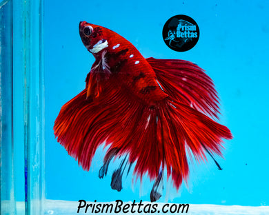 Red Galaxy Koi Halfmoon Male