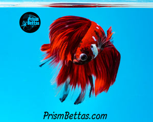 Red Galaxy Koi Halfmoon Male