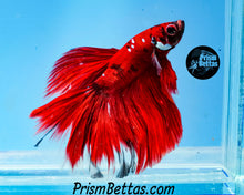 Load image into Gallery viewer, Red Galaxy Koi Halfmoon Male