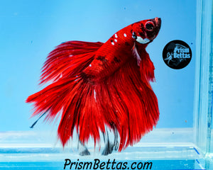 Red Galaxy Koi Halfmoon Male